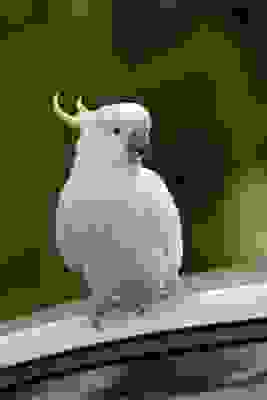 animali che vivono molto più a lungo dell'uomo: pappagallo cacatua