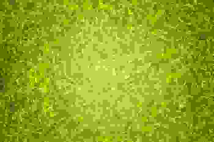 alga klamath