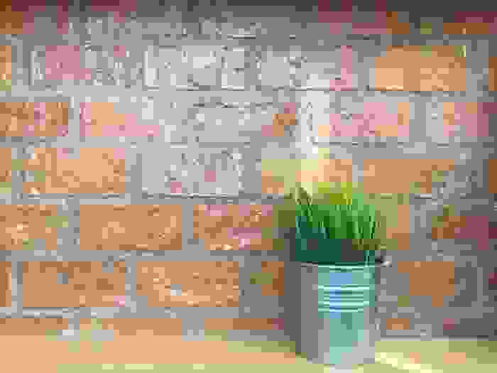 citronella