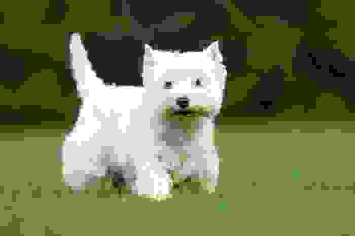 West Highland White Terrier