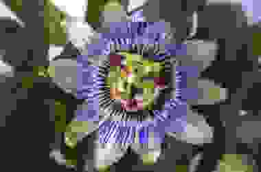 Proprietà della passiflora: la pianta del frutto della passione