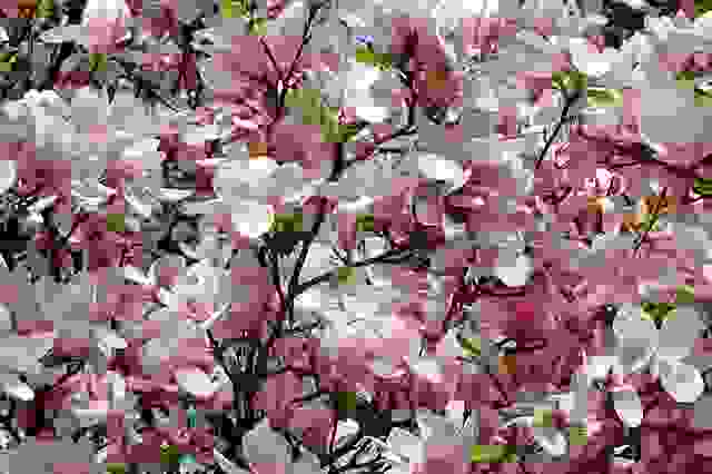 piante perenni albero magnolia