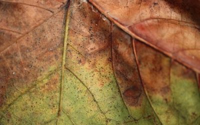 Ruggine delle piante: rimedi naturali, cure e consigli utili