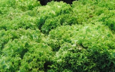 Scarola: proprietà, utilizzi in cucina e coltivazione
