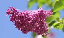 Lillà: caratteristiche, consigli e cure di questa pianta fiorifera