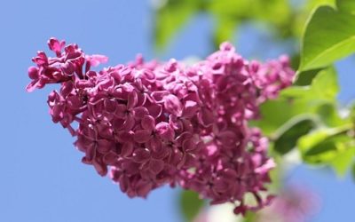 Lillà: caratteristiche, consigli e cure di questa pianta fiorifera