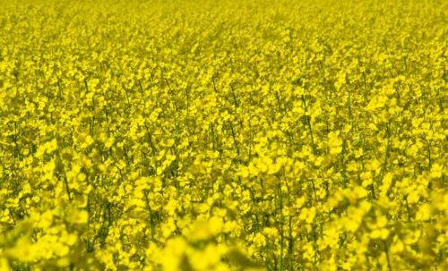 olio di canola
