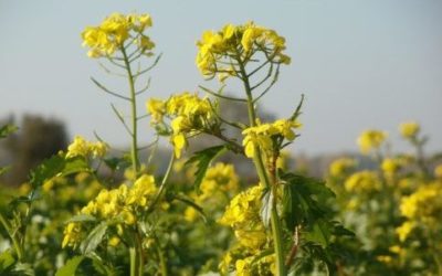 Olio di canola: da dove si ottiene e proprietà nutrizionali