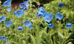 Fiori blu, bellissimi e diversi
