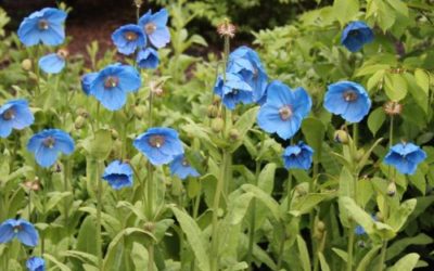 Fiori blu, bellissimi e diversi