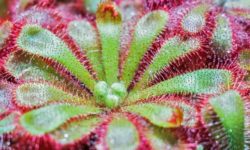 Tutto sulle piante carnivore: i vari tipi, le caratteristiche e le cure