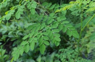 Albero della vita o Moringa: un portento della Natura