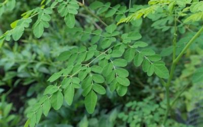 Albero della vita o Moringa: un portento della Natura