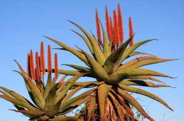 Scopriamo le proprietà dimagranti dell’aloe ferox ma anche le controindicazioni