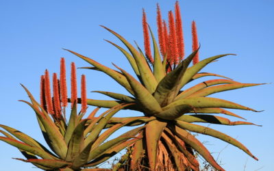 Scopriamo le proprietà dimagranti dell’aloe ferox ma anche le controindicazioni