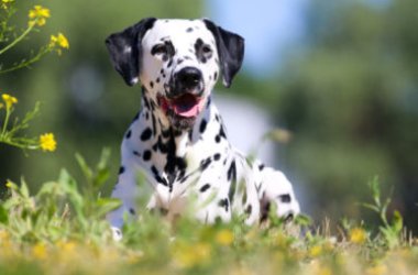 Tout sur le dalmatien, l'un des chiens les plus extravertis et les plus affectueux qui soit
