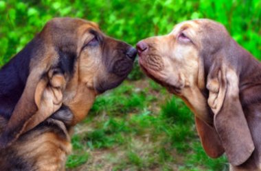 A la découverte du Bloodhound, un chien au nez exceptionnel