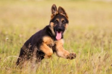 Découvrons tout sur le berger allemand, le chien de garde le plus populaire au monde