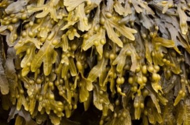Alga fucus: proprietà ed applicazioni per dimagrire
