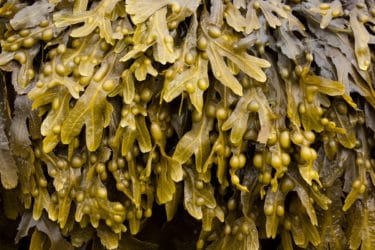 Alga fucus: proprietà ed applicazioni per dimagrire