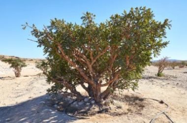 Boswellia: tutte le proprietà curative dell’albero dell’incenso