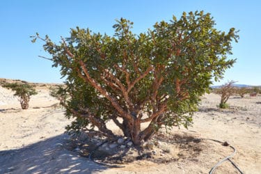 Boswellia: tutte le proprietà curative dell’albero dell’incenso