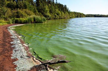Alga Klamath: benefici, caratteristiche distintive e utilizzi