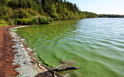 Alga Klamath: benefici, caratteristiche distintive e utilizzi