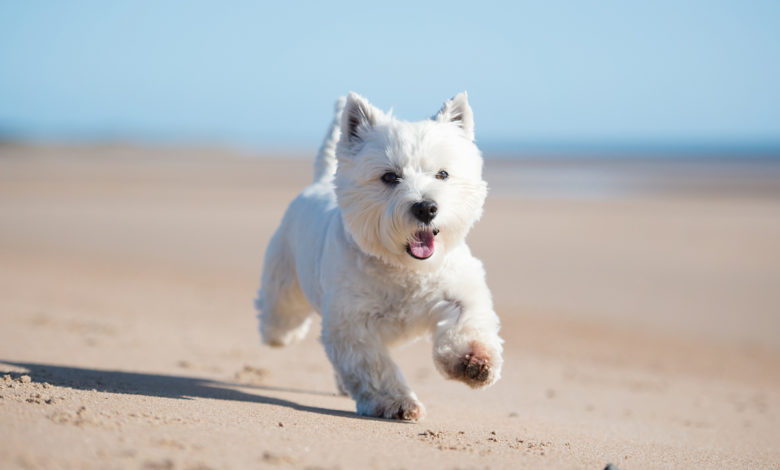 West Highland White Terrier