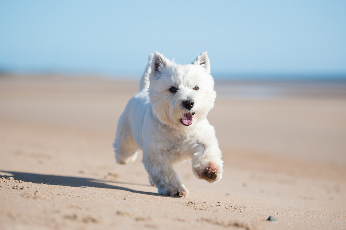 West Highland White Terrier caratteristiche, edicazione e cura