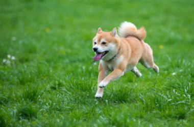 Guida allo Shiba Inu: tutto sull’aspetto, il carattere, come curarlo ed educarlo al meglio
