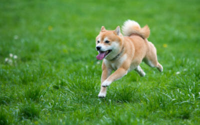 Guida allo Shiba Inu: tutto sull’aspetto, il carattere, come curarlo ed educarlo al meglio