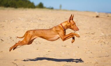 Cirneco dell’Etna, carattere e cura di un cane antichissimo