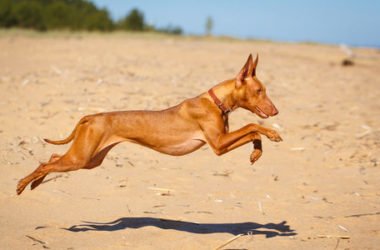 Cirneco dell’Etna, carattere e cura di un cane antichissimo
