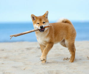 Shiba Inu Carattere Aspetto Cura E Prezzo Dei Cuccioli