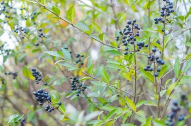 Tisana con frangola anti stitichezza: la ricetta