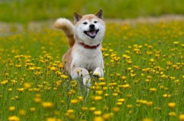 Guida allo Shiba Inu, un cane primitivo di origine giapponese