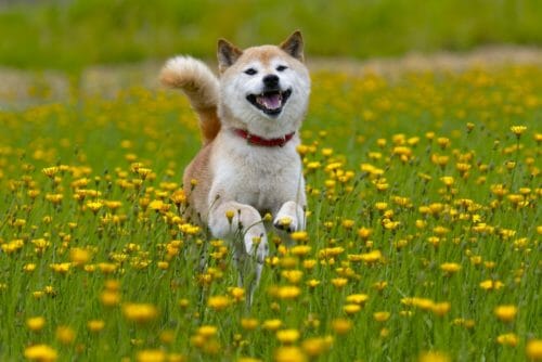 Guida allo Shiba Inu, un cane primitivo di origine giapponese