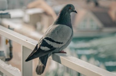 Tutti i metodi naturali per allontanare i piccioni dai balconi e davanzali di casa