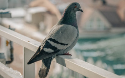 Come allontanare i piccioni con metodi naturali