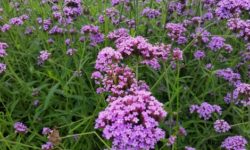 Verbena, una pianta molto usata sia in erboristeria che a scopo ornamentale