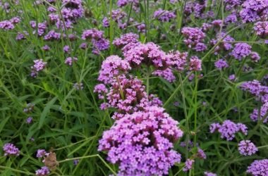 Verbena, una pianta molto usata sia in erboristeria che a scopo ornamentale