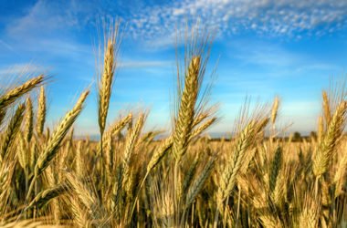 Segale: le proprietà di un antico cereale da riscoprire