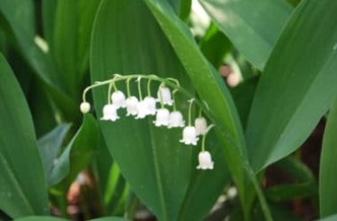 Tutto sul mughetto, una pianta dai fiori molto belli, ma velenosa