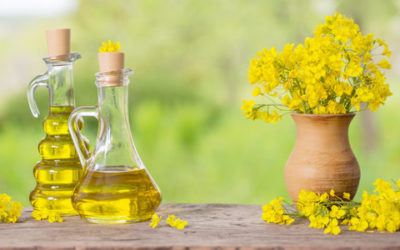 Olio di canola: da dove si ottiene e proprietà nutrizionali