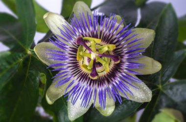Proprietà della passiflora: la pianta del frutto della passione
