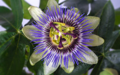 Proprietà della passiflora: la pianta del frutto della passione