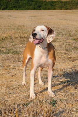 Tutto sul segugio maremmano: un cane che ama gli spazi aperti