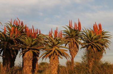 Scopriamo le proprietà dimagranti dell’aloe ferox ma anche le controindicazioni