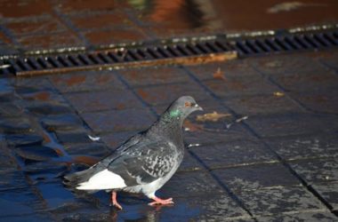 Tutti i metodi naturali per allontanare i piccioni dai balconi e davanzali di casa